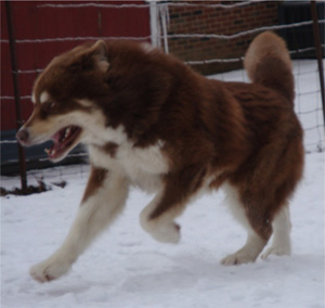 Hudsons Malamutes - Hershey