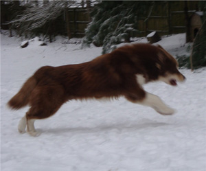 Hudsons Malamutes - Hershey