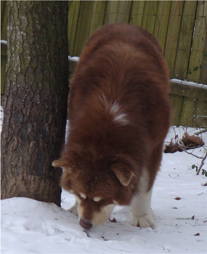 Hudsons Malamutes - Hershey