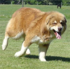 Hudsons Malamutes - Hershey