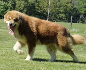 Hudsons Malamutes - Hershey