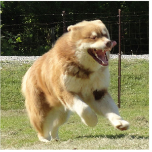 Hudsons Malamutes - Hershey