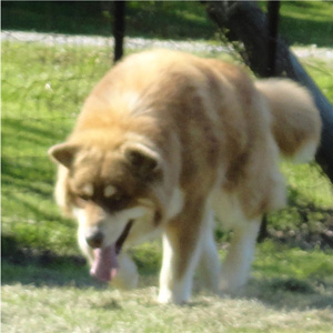 Hudsons Malamutes - Hershey