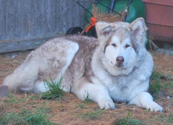 Hudsons Malamutes - Hunter