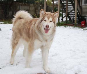 Hudsons Malamutes - Hunter