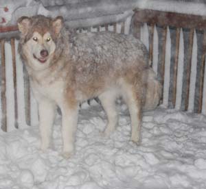 Hudsons Malamutes - Hunter