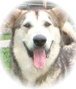 Hudsons Malamutes - Ishka