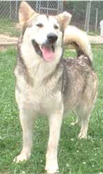 Hudsons Malamutes - Ishka