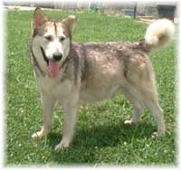 Hudsons Malamutes - Ishka