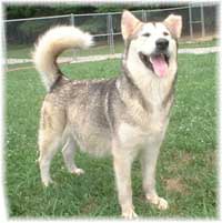 Hudsons Malamutes - Ishka