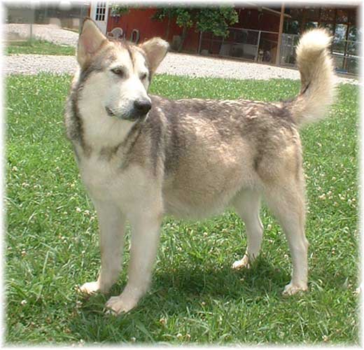 Hudsons Malamutes - Ishka