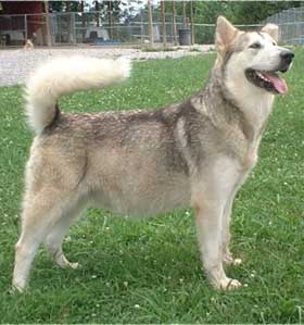Hudsons Malamutes - Ishka