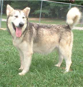 Hudsons Malamutes - Ishka