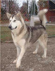 Hudsons Malamutes - Ishka