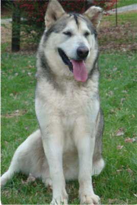 Hudsons Malamutes - Ishka