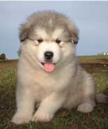 Hudson's Malamutes - Adorable Gray/White Puppy! - A Puppy is a big investment. You have to have love and understanding. You have to have a commitment to training.