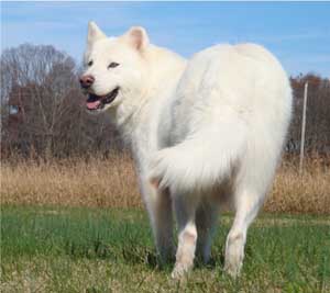 Hudsons Malamutes - Isis