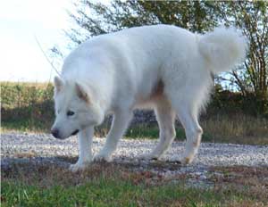 Hudsons Malamutes - Isis