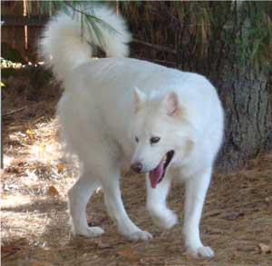 Hudsons Malamutes - Isis