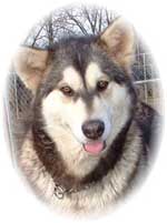 Hudsons Malamutes - Ivanka