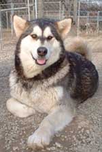 Hudsons Malamutes - Ivanka