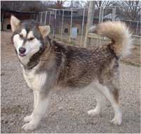 Hudsons Malamutes - Ivanka