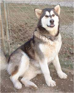 Hudsons Malamutes - Ivanka