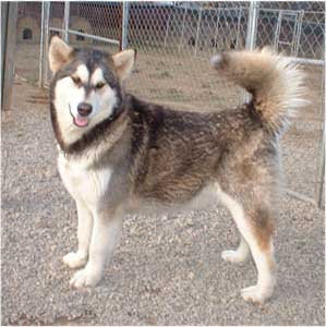 Hudsons Malamutes - Ivanka