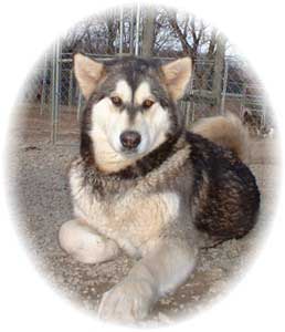 Hudsons Malamutes - Ivanka
