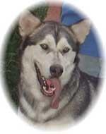 Hudsons Malamutes - Jaden