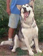 Hudsons Malamutes - Jaden