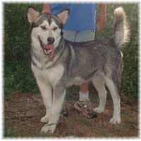 Hudsons Malamutes - Jaden