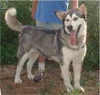 Hudsons Malamutes - Jaden
