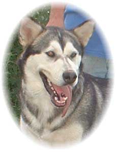 Hudsons Malamutes - Jaden