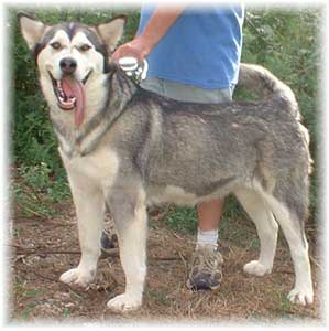 Hudsons Malamutes - Jaden