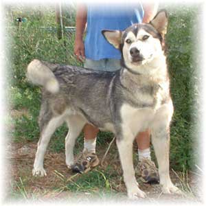 Hudsons Malamutes - Jaden