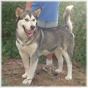 Hudsons Malamutes - Jaden