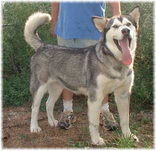 Hudsons Malamutes - Jaden