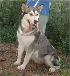 Hudsons Malamutes - Jaden