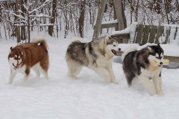 Hudsons Malamutes - Java   Oreo