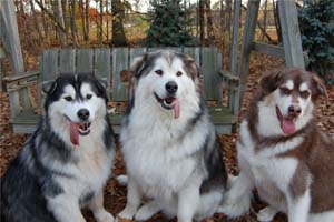 Hudsons Malamutes - Java   Oreo