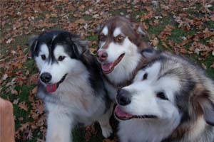 Hudsons Malamutes - Java   Oreo