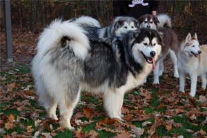 Hudsons Malamutes - Java   Oreo