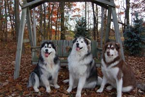 Hudsons Malamutes - Java   Oreo