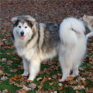 Hudsons Malamutes - Java   Oreo