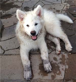 Hudsons Malamutes - Icy