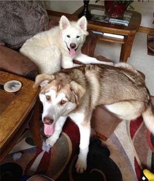 Hudsons Malamutes - Icy and Maui