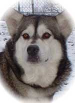 Hudsons Malamutes - Jewell