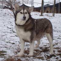 Hudsons Malamutes - Jewell