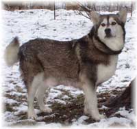 Hudsons Malamutes - Jewell